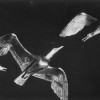 Volo di gabbiani (1951, bronze, cat. 356)