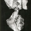 Segno zodiacale - Vergine (1979)
